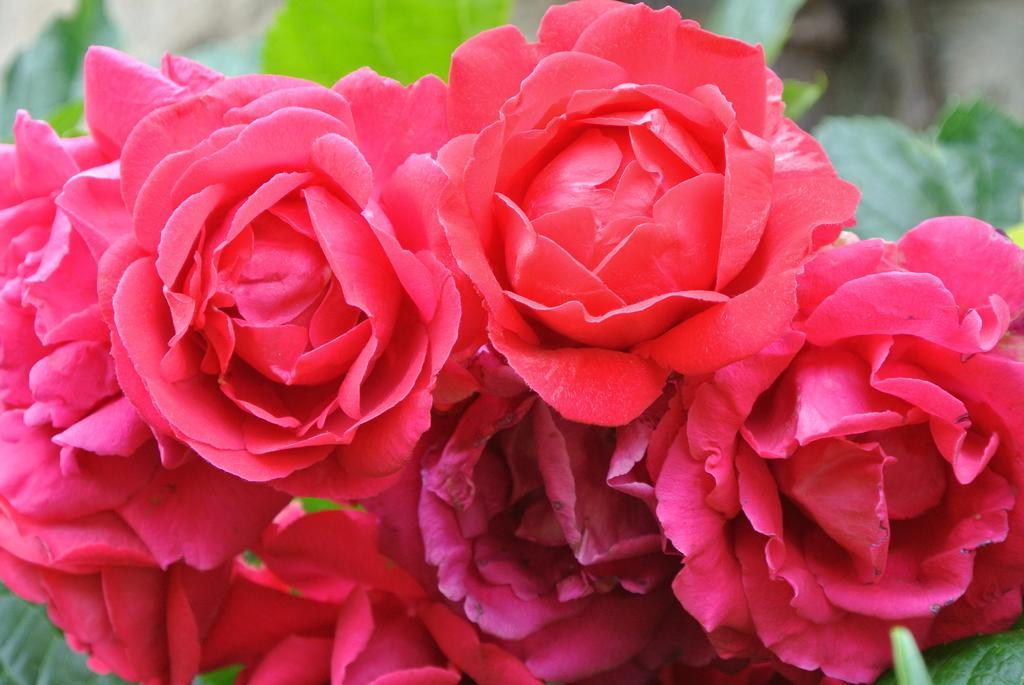 Bed and Breakfast Domaine La Rose Caylus Номер фото